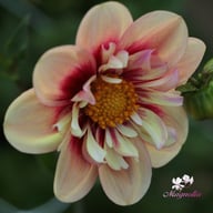 Rhubarb and Custard (stickling) Dahlia Stickling