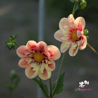Rhubarb and Custard (stickling) Dahlia Stickling
