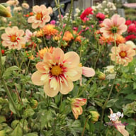 Rhubarb and Custard (stickling) Dahlia Stickling