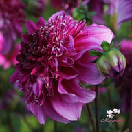 Richard's Fortune Dahlia Knöl