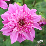 Richard's Fortune Dahlia Knöl