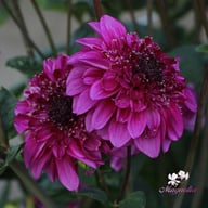 Richard's Fortune Dahlia Knöl