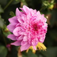 Richard's Fortune Dahlia Tuber