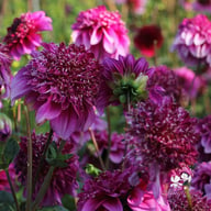 Richard's Fortune Dahlia Knöl