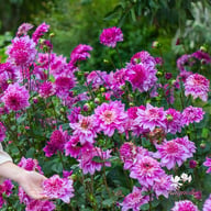 Richard's Fortune Dahlia Knöl