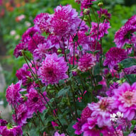 Richard's Fortune Dahlia Knöl