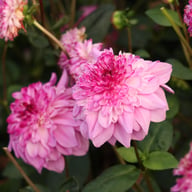 Richard's Fortune Dahlia Tuber