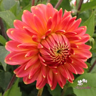 Rina Bredie Dahlia Knöl