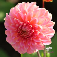 Rina Bredie Dahlia Knöl