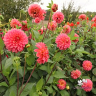 Rina Bredie Dahlia Knöl