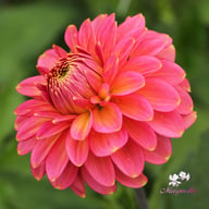 Rina Bredie Dahlia Knöl