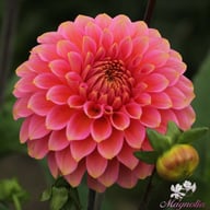 Rina Bredie Dahlia Knöl