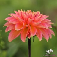 Rina Bredie Dahlia Knöl