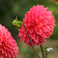 Rina Bredie Dahlia Knöl