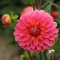 Rina Bredie Dahlia Knöl