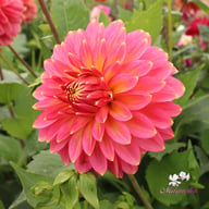 Rina Bredie Dahlia Knöl