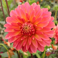 Rina Bredie Dahlia Knöl