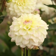 Rinco Dahlia Knöl