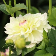 Rinco Dahlia Tuber