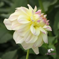 Rinco Dahlia Tuber