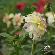 Rinco Dahlia Tuber