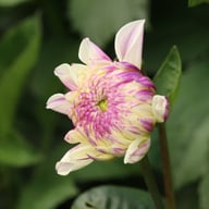 Rinco Dahlia Tuber