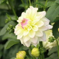 Rinco Dahlia Tuber