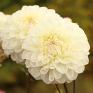 Rinco Dahlia Knöl