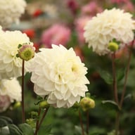 Rinco Dahlia Knöl
