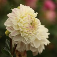 Rinco Dahlia Knöl