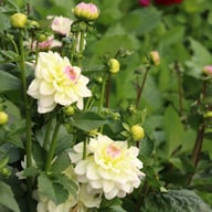Rinco Dahlia Tuber