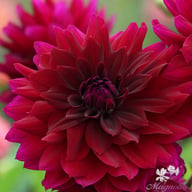 Rip City Dahlia Knöl
