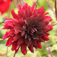 Rip City Dahlia Knöl