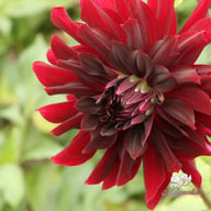 Rip City Dahlia Knöl