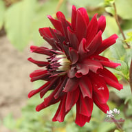 Rip City Dahlia Knöl