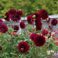 Rip City Dahlia Knöl