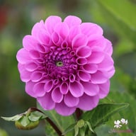 Robann Regal Dahlia Tuber