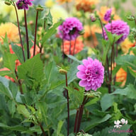 Robann Regal Dahlia Tuber