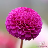 Rocco Dahlia Tuber