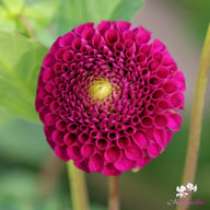 Rocco Dahlia Tuber