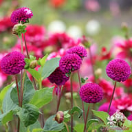 Rocco Dahlia Tuber