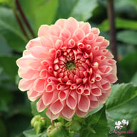 Romance Dahlia Tuber