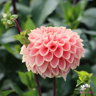 Romance Dahlia Tuber