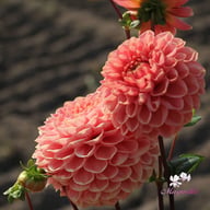 Romance Dahlia Tuber