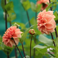 Romance Dahlia Tuber