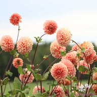 Romance Dahlia Tuber