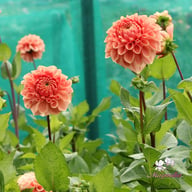 Romance Dahlia Tuber