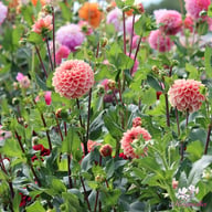 Romance Dahlia Tuber