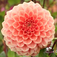 Romance Dahlia Tuber