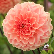 Romance Dahlia Tuber